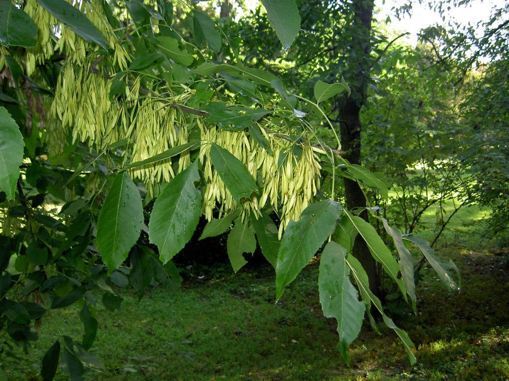 Ясень обыкновенный латынь. Ясень обыкновенный Fraxinus Excelsior. Ясень зеленый Fraxinus lanceolata. Ясень шерстистый ясень Зибольда.